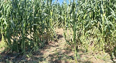 Domuz sürüsü mısır tarlasını talan etti