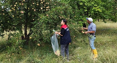Elma bahçelerinde Pestisit denetimi