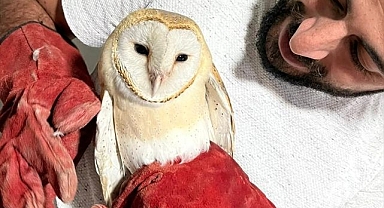 Erzurum'da bitkin bulunan baykuş doğaya salındı