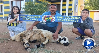 Fenerbahçe şampiyon olsun diye adak kestiler