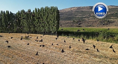 Göçmen kuşlar dönüş yolunda
