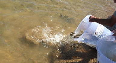 Göletler yavru balıklarla şenlendi