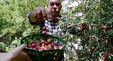 Havalar sıcak gitti... Meyvede verim arttı