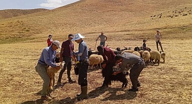Hayvan aşılama çalışması devam ediyor