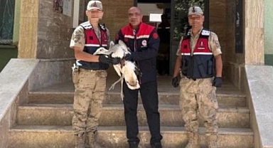 Hınıs'ta yaralı olarak bulundu