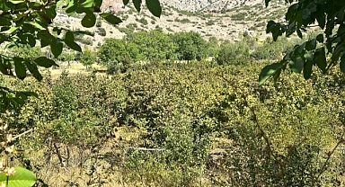 İlk kez yetiştirdi! Hasat beklentisi 1 ton...