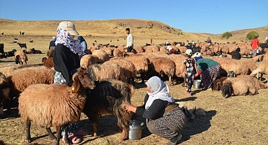 Kadınların meradaki süt sağım mesaisi sürüyor
