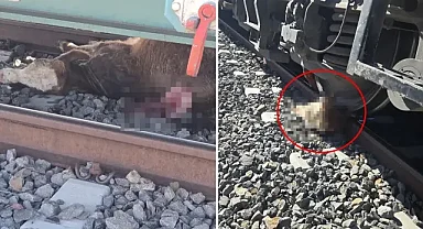 Kars'ta tren sürüye çarptı!