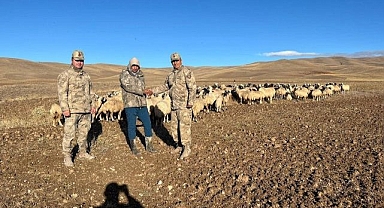 Kaybolan yüzlerce koyun bakın nerede bulundu