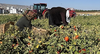 Kiraladıkları tarlalarda çadır kurup sebze yetiştiriyorlar