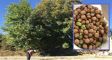 Köylülerin zorlu ceviz hasadı başladı