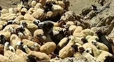 Koyun sürüsü kurtların hedefi oldu