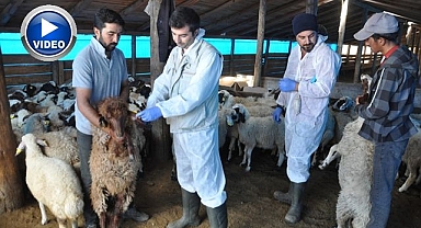 Küçükbaş hayvanlar kayıt altına alınıyor