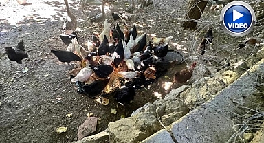 Kümeslere dadandılar! Halk gece gündüz nöbette...