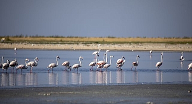 Kuraklık flamingoların yaşam alanlarını daralttı