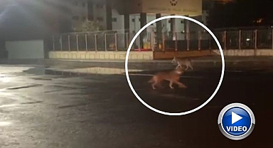 Kurtlar şehir merkezine indi