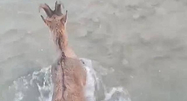 Kurtlardan kaçarken başına gelmeyen kalmadı!