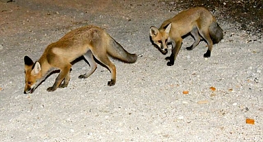 Mahalleye inen tilki yavrularını vatandaşlar besliyor