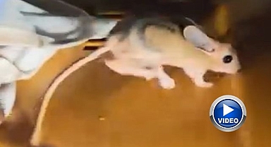 Nesli tükenmekte olan Arap tavşanı görüldü