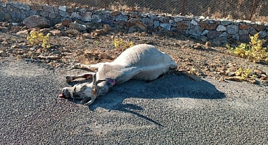 Otomobilin çarptığı at telef oldu