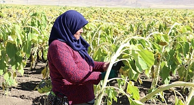 Ovada hasat vakti...