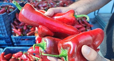 Pazarlarda salçalık bibere yoğun talep