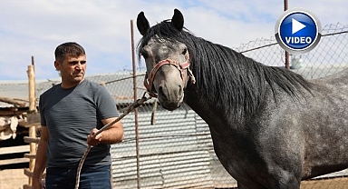 Rahvan atların tarihi serüveni