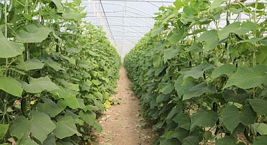 Rekor üretimle örtü altı sezonu başladı