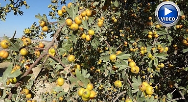 Şifa deposunda hasat zamanı
