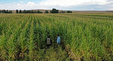 Silajlık mısır hasadı başladı