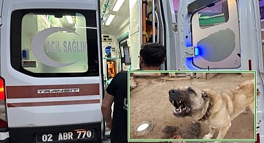 Sokak köpekleri dehşet saçmaya devam ediyor