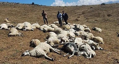 Sürüye yıldırım düştü: Onlarca koyun telef oldu