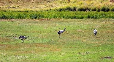 Telli turnaların yaşam alanları araştırılacak