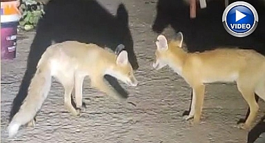 Tilkiler o evi mesken tuttu