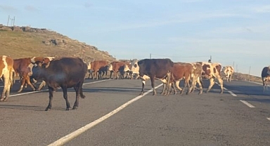 Trafik büyükbaşların keyfine takıldı