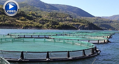 Türk Somonu üretiminde ihracat üssü oluyor
