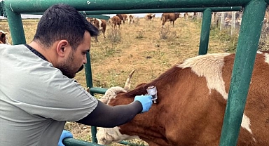 367 bin büyükbaş hayvanın yüzde 70'ine şap aşısı yapıldı