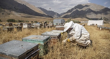Yaylalarda üretilen bal emekle hasat ediliyor