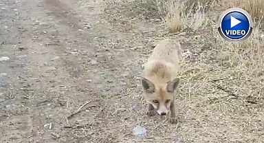 Yolda karşısına çıkan tilkiyi çerezle doyurdu