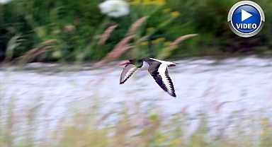 8 ülkeyi kapsayan göç yolculuğu
