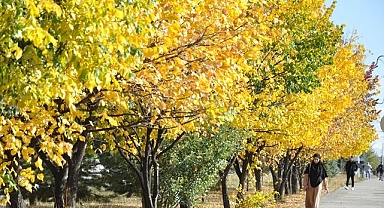 Ağaçlar renk cümbüşüyle göz kamaştırdı