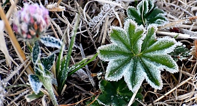 Araç camları ve bitkiler kırağı tuttu