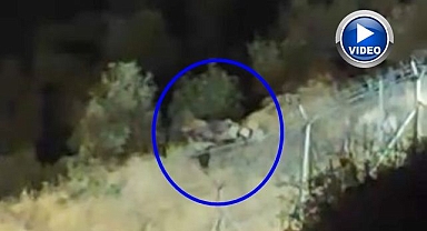 Ayılardan kışa hazırlık mesaisi