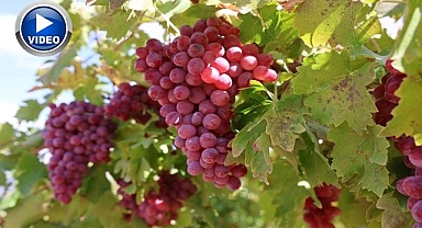 Bağ bozumunda rekor: Salkımların kilosu şaşırttı