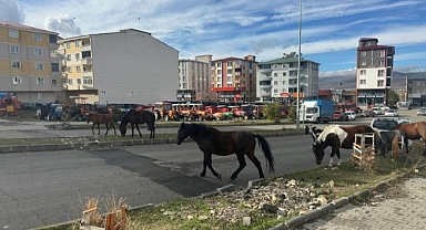Başıboş atlar trafikte tehlike saçıyor!