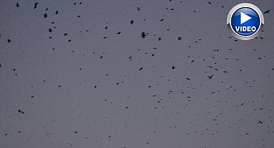 Binlerce kargadan görsel şölen