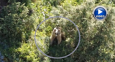 Boz ayı dron kamerasına yakalandı