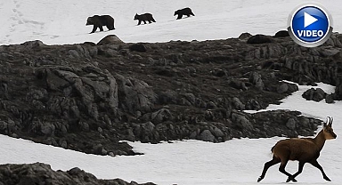 Boz ayıdan kaçan dağ keçileri kamerada