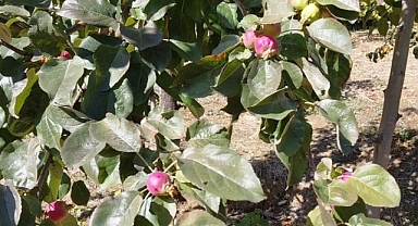 Bu mevsimde çiçek açan ağaçlar şaşırttı