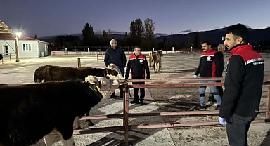 Canlı hayvan pazarı yeniden açıldı